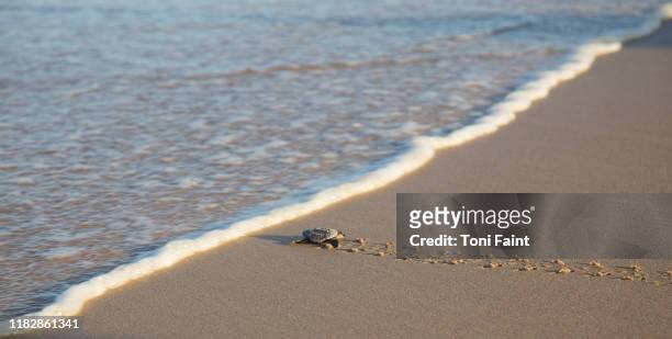 baby loggerhead sea turtle hatchling - schiusura delle uova foto e immagini stock