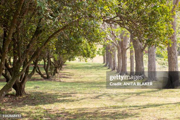 tree lined plantation - macadamia stock pictures, royalty-free photos & images