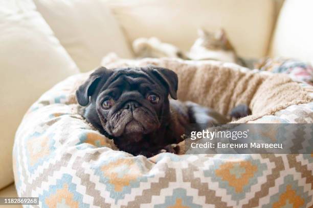 beautiful pug dog and cat. cute pets lie on beddings on couch side view on light interior background - toy dog fotografías e imágenes de stock