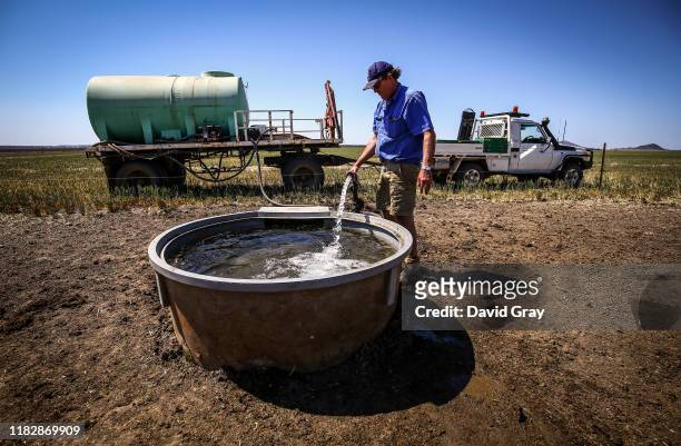 Farmer Jamie Corbett uses a hose from a water truck to fill a drinking trough for his cattle in a paddock containing a failed wheat crop on the...