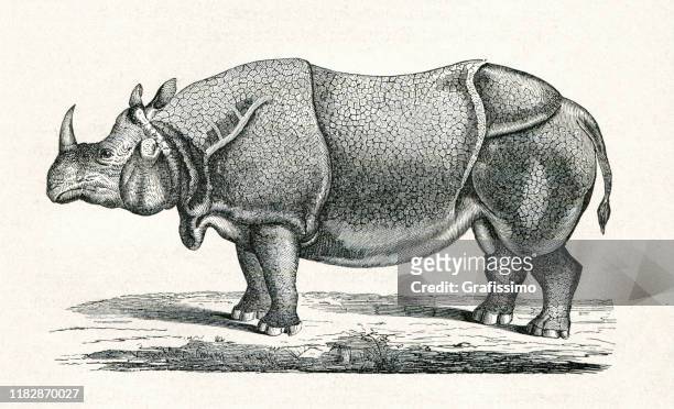stockillustraties, clipart, cartoons en iconen met grote indiase rhinoceros illustratie - great indian rhinoceros