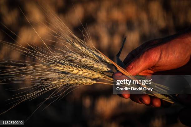 Jason Knapman holds some of the failed wheat crop being used for making hay in a paddock on the Knapman family property located on the outskirts of...