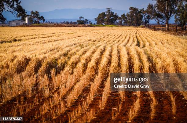 Failed wheat crop can be seen in a paddock on farmer Trevor Knapman's property located on the outskirts of the north-western New South Wales town of...