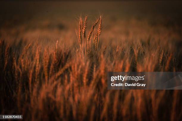 Failed wheat crop stands in a paddock on farmer Trevor Knapman's property located on the outskirts of the north-western New South Wales town of...