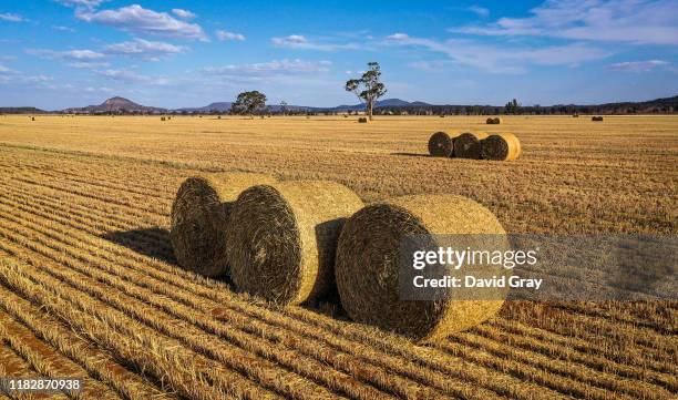 Bails of hay sit in a paddock containing a failed wheat crop on farmer Trevor Knapman's property located on the outskirts of the north-western New...