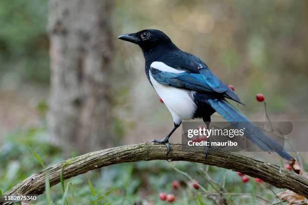 magpie (pica pica) - ekster stockfoto's en -beelden