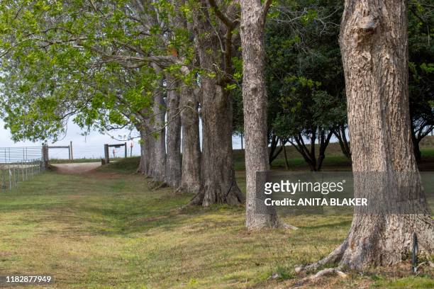 tree lined plantation - pecan tree bildbanksfoton och bilder