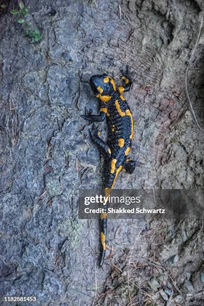 common fire salamander - salamander stock pictures, royalty-free photos & images