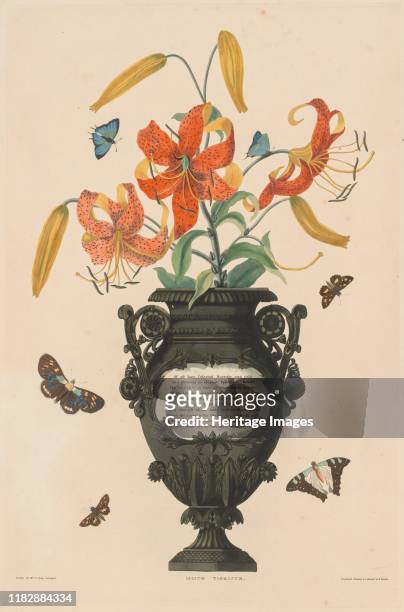 Selection of Hexandrian Plants, belonging to the natural order of Amaryllidae and Liliacae: Tiger Lily, 1831-1832. The late 18th century saw the...