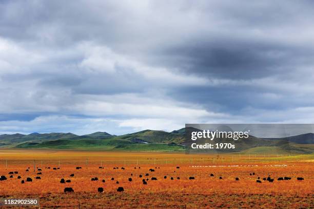 tibetan yaks herds on the plain - national grassland stock pictures, royalty-free photos & images