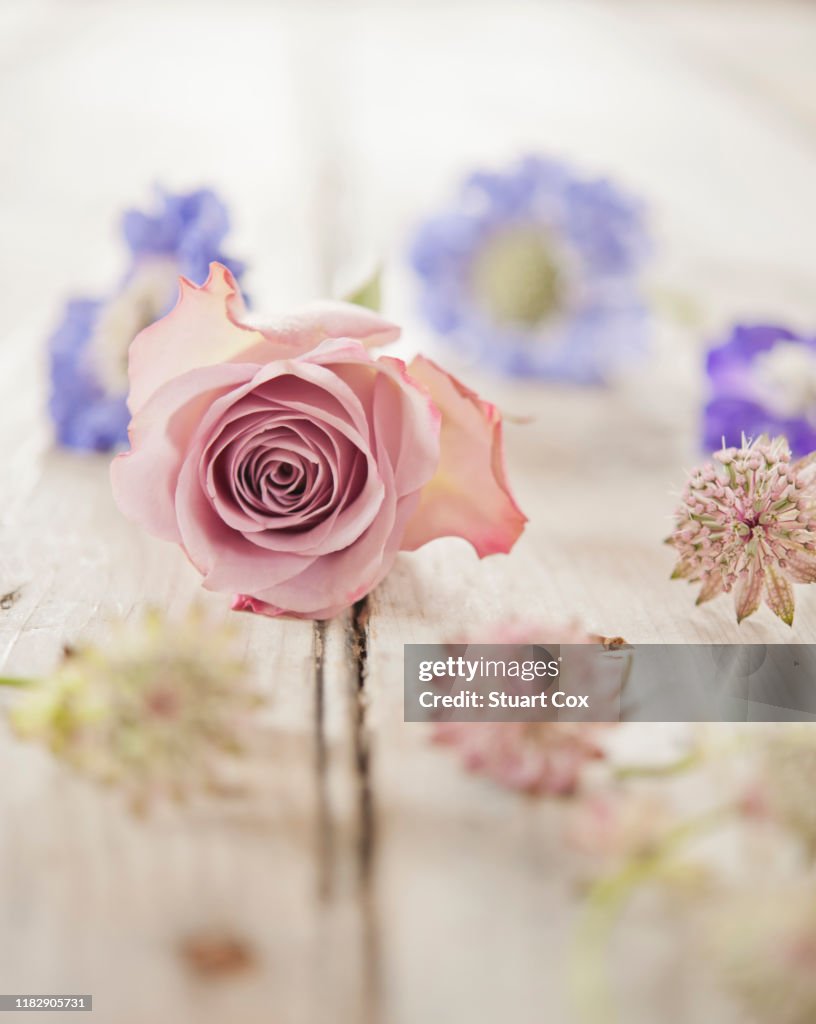 Summer flowers on a rustic wooden table top including roses, clover and scabiosa.