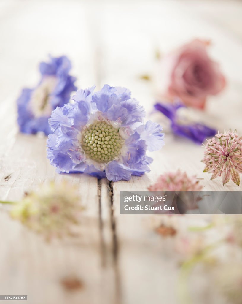 Summer flowers on a rustic wooden table top including roses, clover and scabiosa.