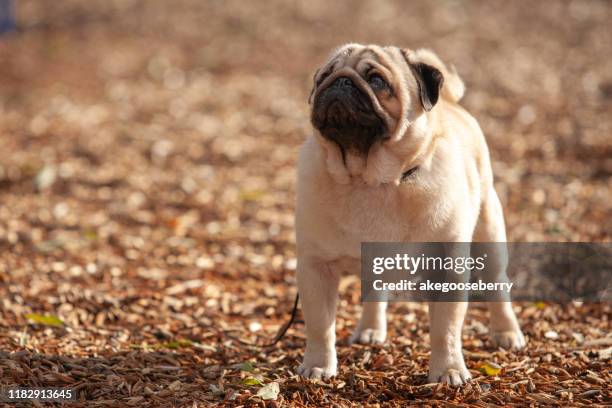 pug dog stud - ugly tongue stock pictures, royalty-free photos & images