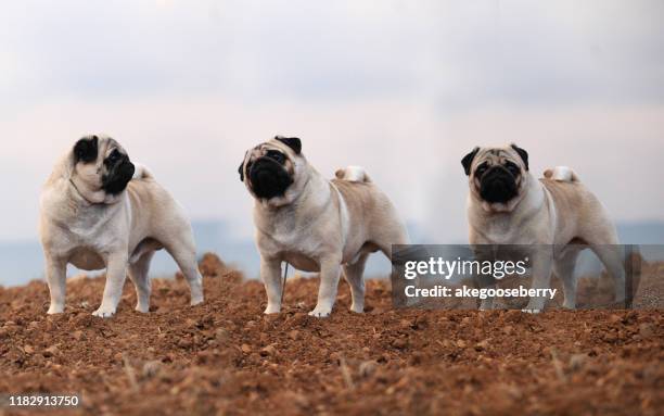 pug dog stud - ugly dog stock pictures, royalty-free photos & images