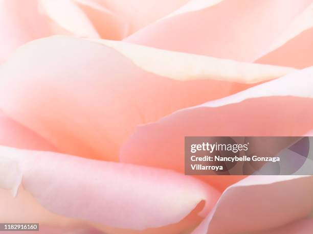 an extreme close up of hazy soft pink petals of a rose - petal texture stock pictures, royalty-free photos & images