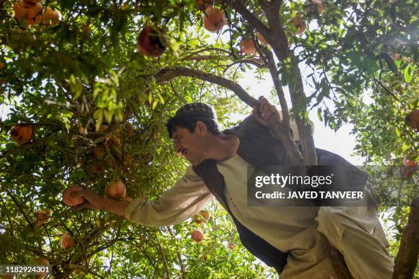 In this photo taken on October 17 a farmer harvests pomegranates in a tree at a garden in Kandahar province. Pomegranate farmers in southern...