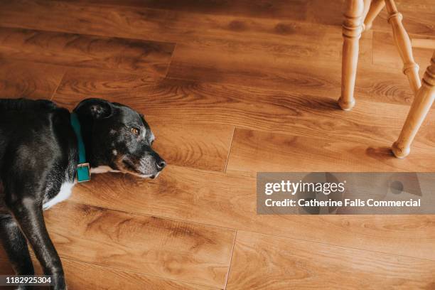 sleeping dog - wood laminate flooring stock pictures, royalty-free photos & images