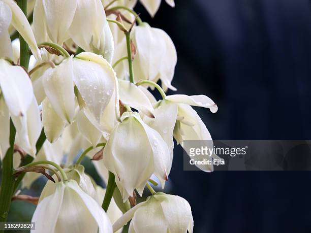 yucca flower - yucca stock pictures, royalty-free photos & images