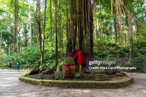 hindu shrine at banyan tree at ubud monkey forest - banyan tree fotografías e imágenes de stock
