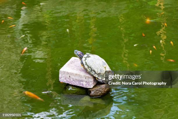 pond slider turtle on a pond - spotted turtle stock pictures, royalty-free photos & images