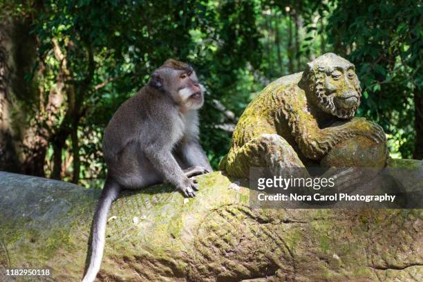 monkey at ubud monkey sanctuary - ubud monkey forest stock pictures, royalty-free photos & images