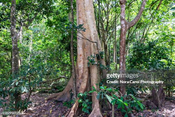 banyan tree trunk - ubud monkey forest stock pictures, royalty-free photos & images