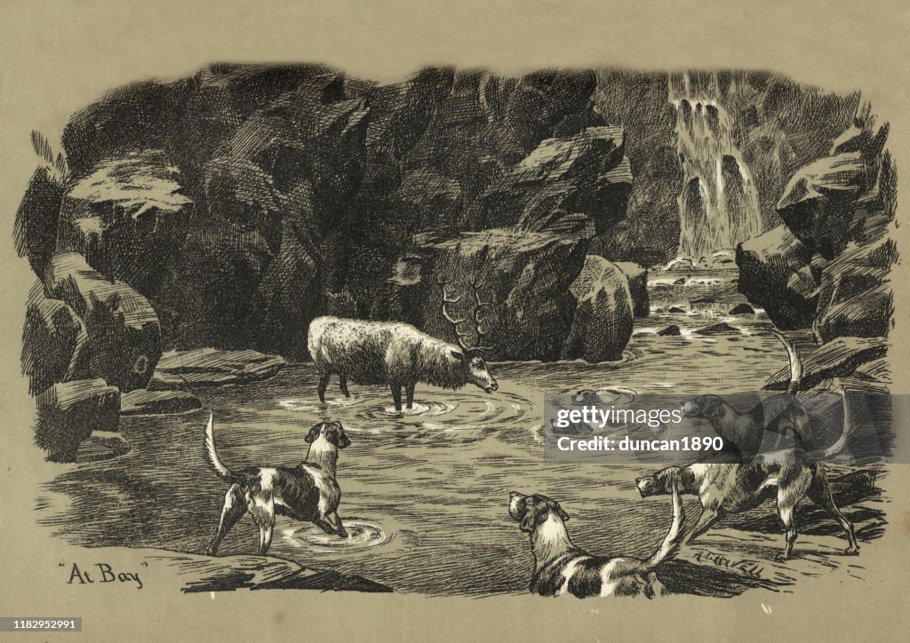 Stag at Bay in a pool, trapped by hunting hounds