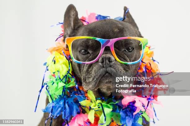 dog with glasses rainbow flag - miope and humor fotografías e imágenes de stock