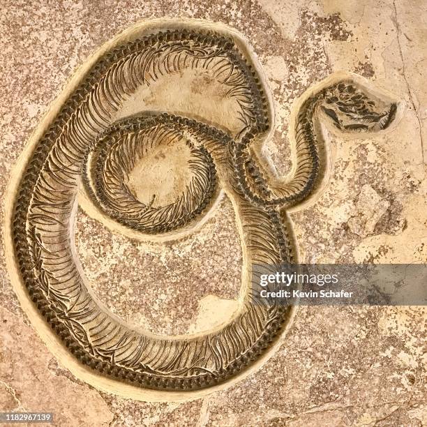 fossil snake (boavus idelmani) green river formation, wyoming - river snake stock pictures, royalty-free photos & images