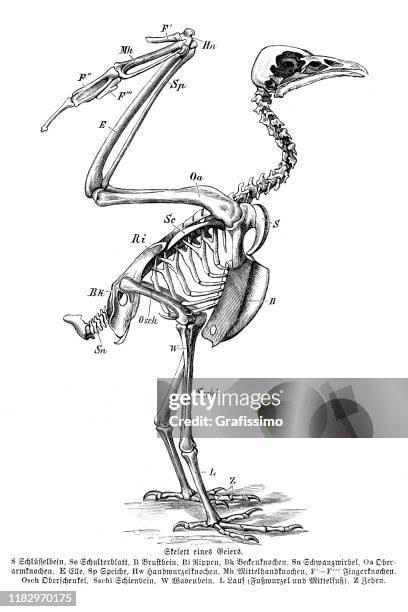 ilustraciones, imágenes clip art, dibujos animados e iconos de stock de esqueleto de ilustración de aves buitre - esqueleto de animal