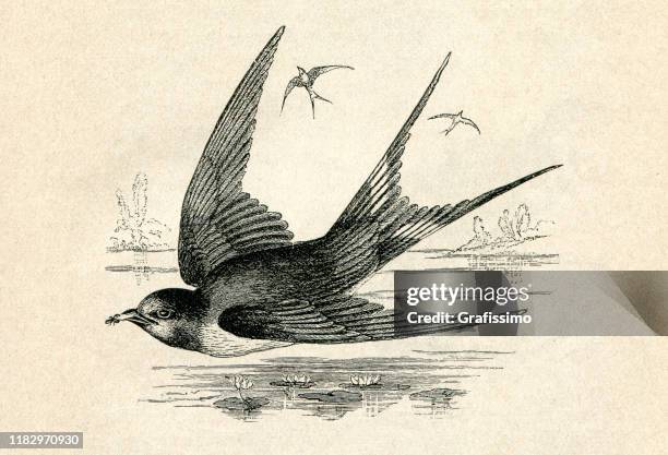 781点のツバメイラスト素材 Getty Images 781点のツバメイラスト素材 Getty Images