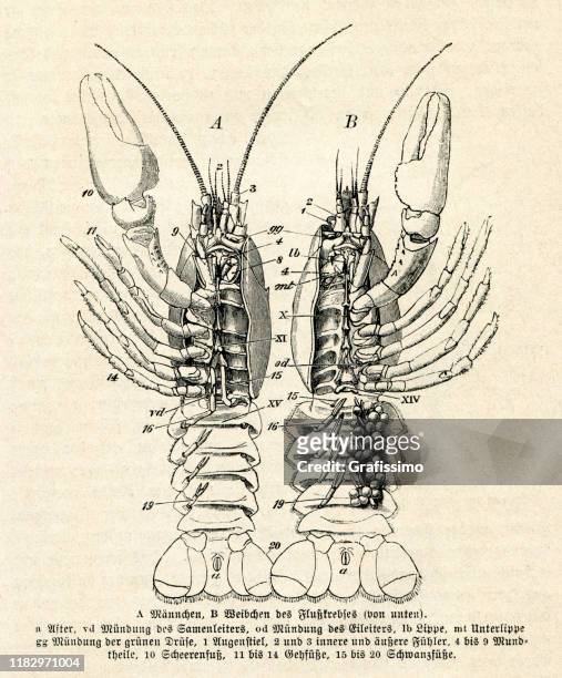 europäische krebsabbildung - crayfish seafood stock-grafiken, -clipart, -cartoons und -symbole
