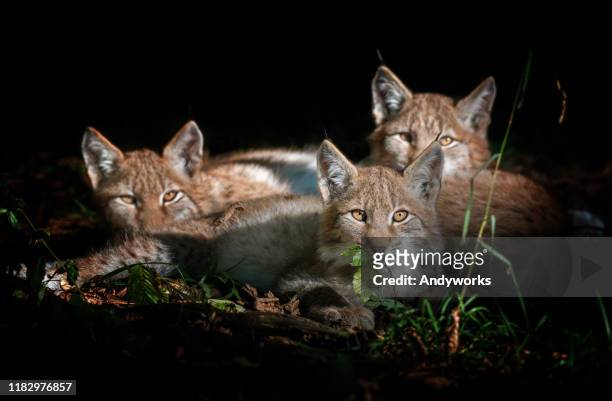 three eurasian lynx kitten - lynx stock pictures, royalty-free photos & images