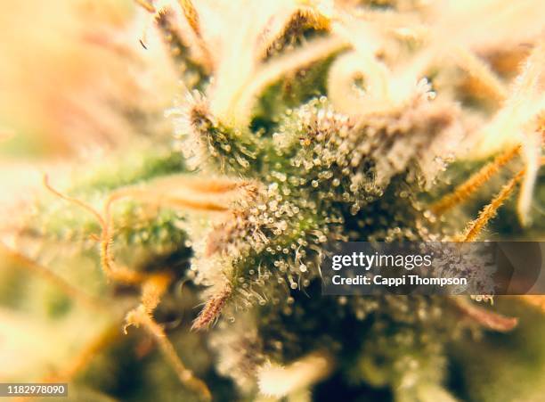 medical cannabis close up with trichomes in site - trichome stock pictures, royalty-free photos & images