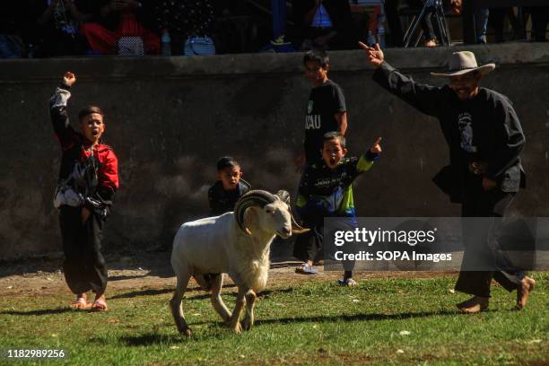 Kids chant slogans during the competition. In Garut culture, sheep fighting is an established tradition. Garut sheep have special characteristics for...