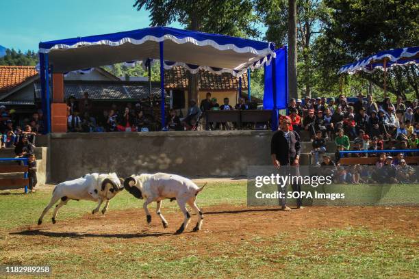 Garut sheep in action during the competition. In Garut culture, sheep fighting is an established tradition. Garut sheep have special characteristics...