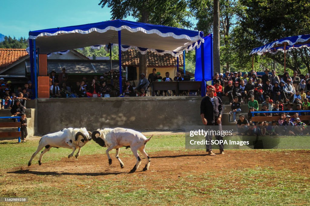 Garut sheep in action during the competition.
In Garut...
