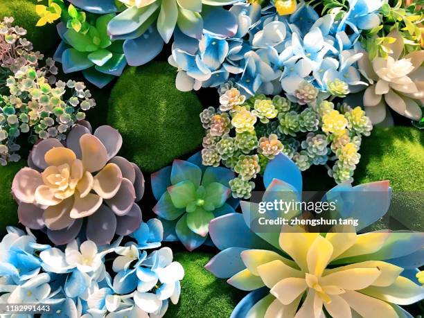 succulent plant background - tropical flower stock pictures, royalty-free photos & images