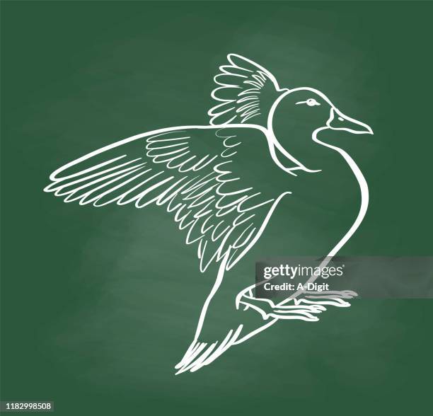 mallard duck stretching its wings chalkboard - webbed foot stock illustrations