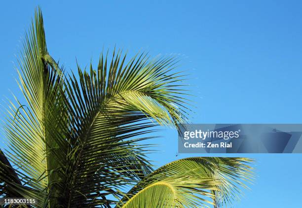 coconut palm fronds against blue sky - sunny florida stock pictures, royalty-free photos & images