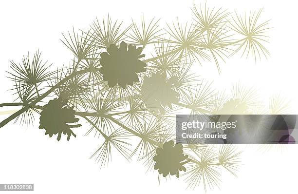 pine branch - pine tree branch stock illustrations