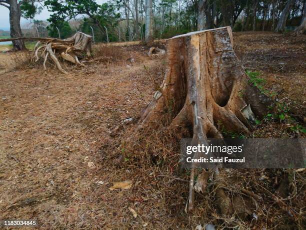 trees are cut down - querschnitt baum stock-fotos und bilder