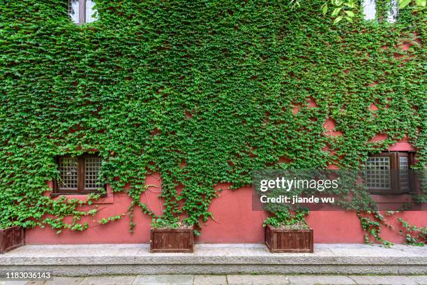 in the open park, the walls of a building are covered with green plants. - open flowers stock-fotos und bilder