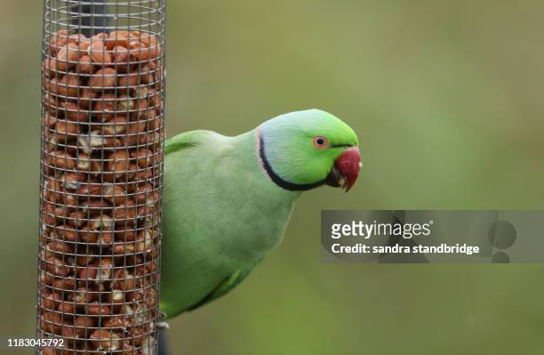a wild ring-necked parakeet (psittacula krameri) feeding from a peanut bird feeder in the uk. - green which rose foto e immagini stock