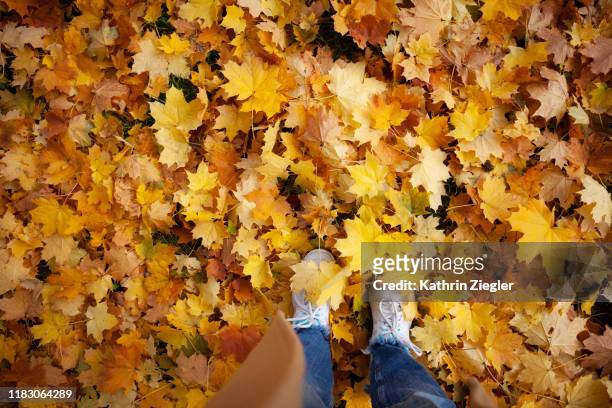 low section of woman standing on fallen yellow maple leaves - low section stock pictures, royalty-free photos & images