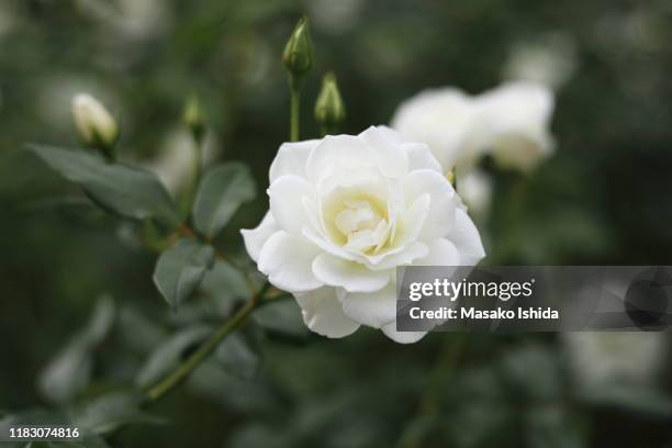 white floribunda rose - rosa iceberg ( korbin) - white rose flower stock pictures, royalty-free photos & images