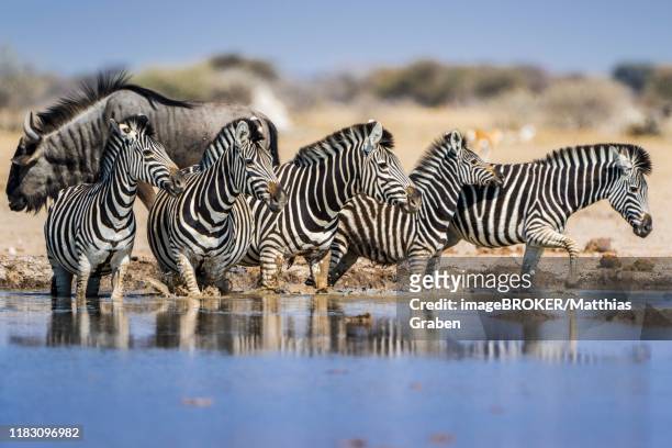 burchell's zebras (equus quagga burchelli) at a waterhole, behind blue wildebeest (connochaetes taurinus), nxai pan national park, ngamiland, botswana - hartebeest botswana stockfoto's en -beelden