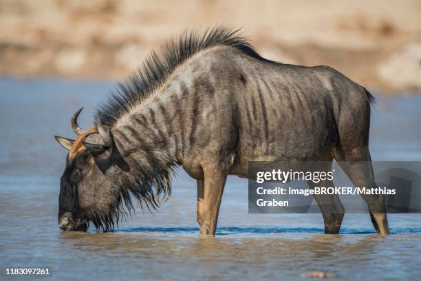 blue wildebeest (connochaetes taurinus) drinking in a waterhole, nxai pan national park, ngamiland, botswana - hartebeest botswana stockfoto's en -beelden