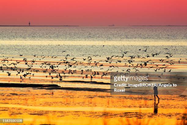 orange-red sunset over the north sea, walker and seagulls, silhouettes on the beach, duhnen, cuxhaven, lower saxony, germany - cuxhaven stock-fotos und bilder