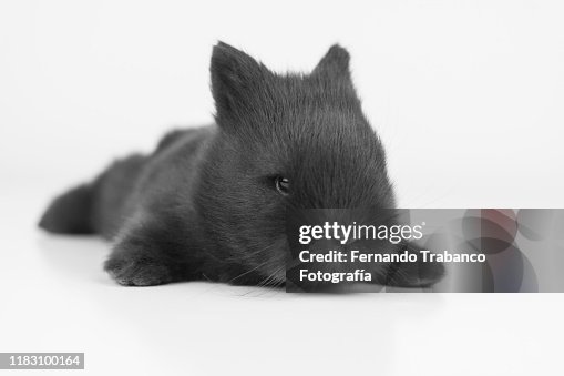 Rabbit on white background Rabbit on white background